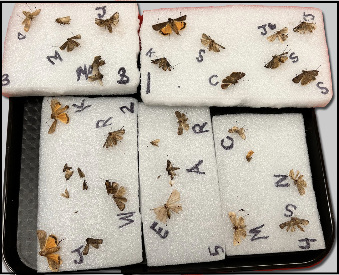 MothEd student collection of moth samples.